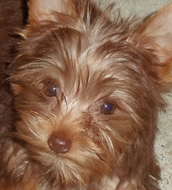 chocolate teacup yorkie