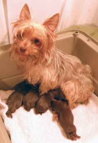 chocolate teacup yorkie