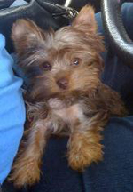 yorkie dog